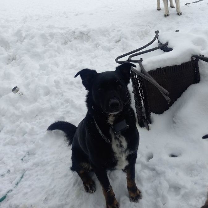 Mason, a Adopted mixed breed in Caledonia, MN image 2/10