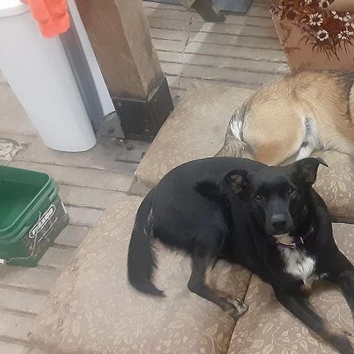 Mason, a Adopted mixed breed in Caledonia, MN image 3/10