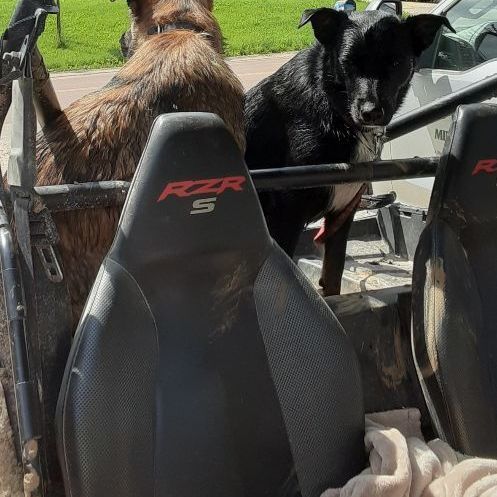 Mason, a Adopted mixed breed in Caledonia, MN image 4/10