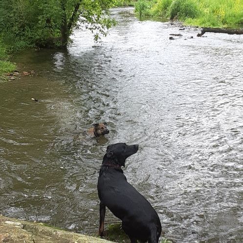 Mason, a Adopted mixed breed in Caledonia, MN image 5/10