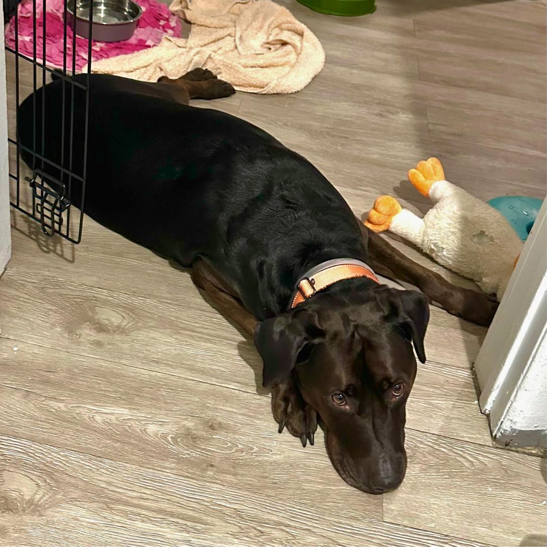 Griffin, an adoptable Labrador Retriever in Jamaica, NY image 6/6