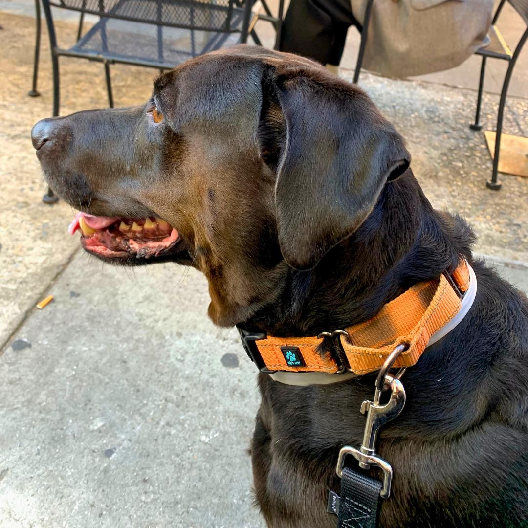 Griffin, an adoptable Labrador Retriever in Jamaica, NY image 4/6