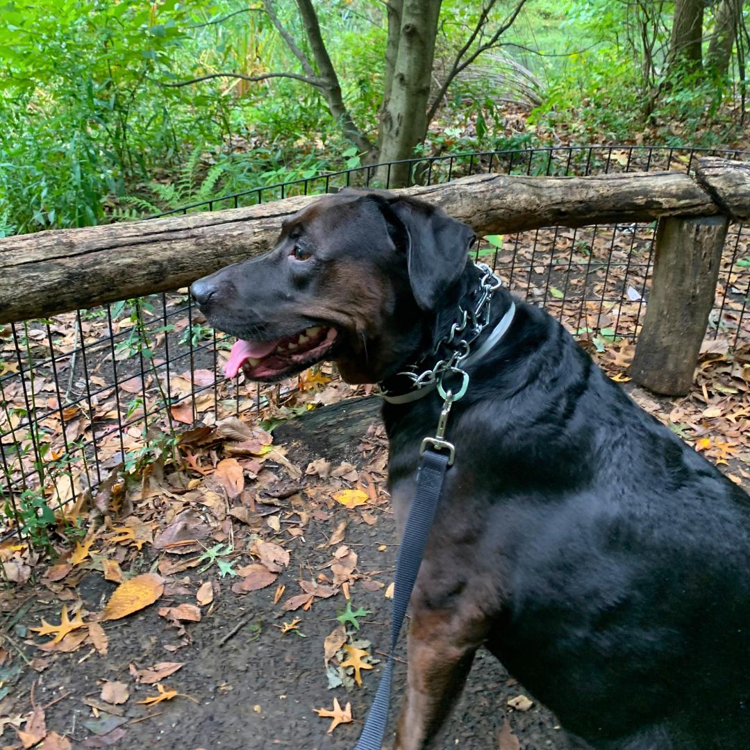 Griffin, an adoptable Labrador Retriever in Jamaica, NY image 5/6