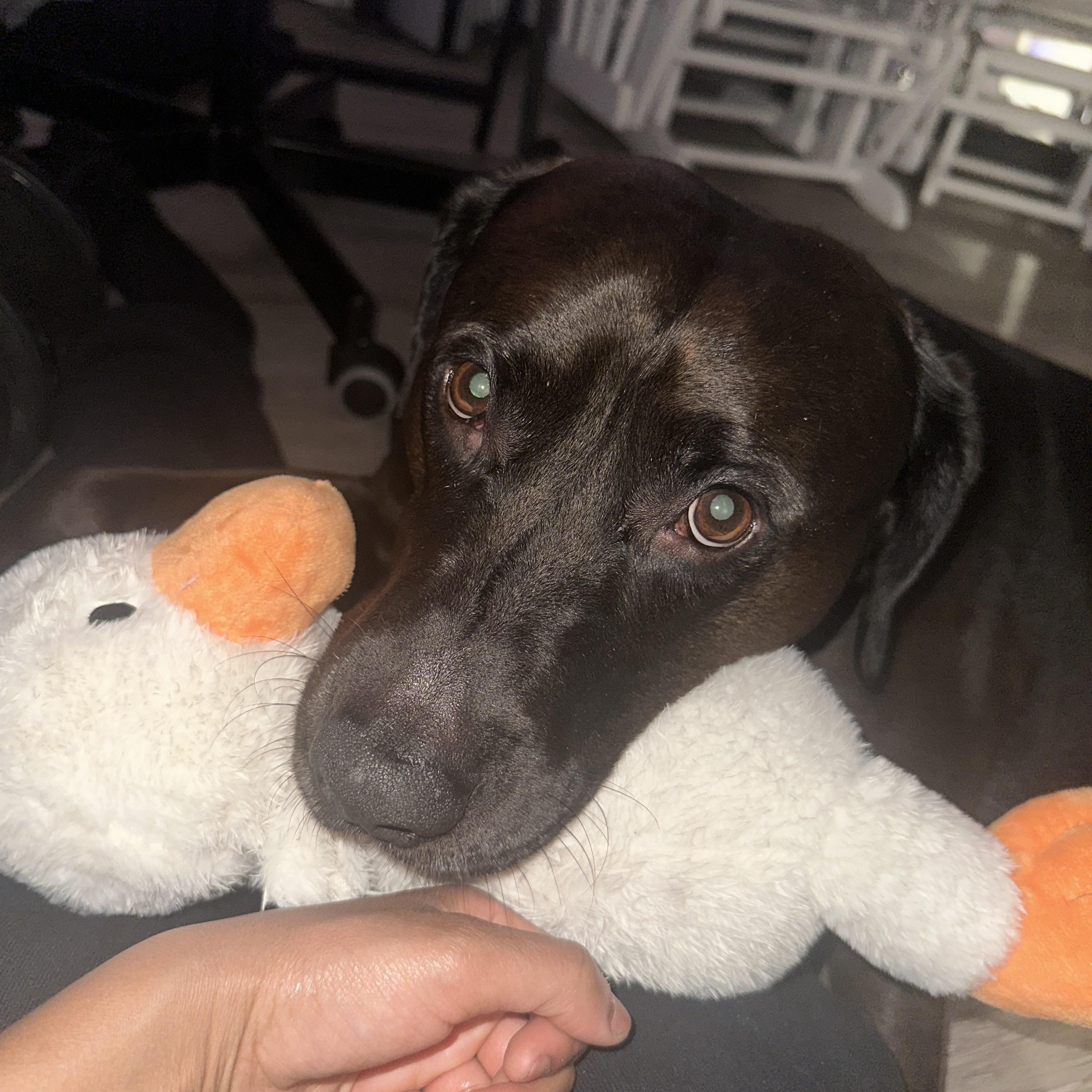 Griffin, an adoptable Labrador Retriever in Jamaica, NY image 2/6