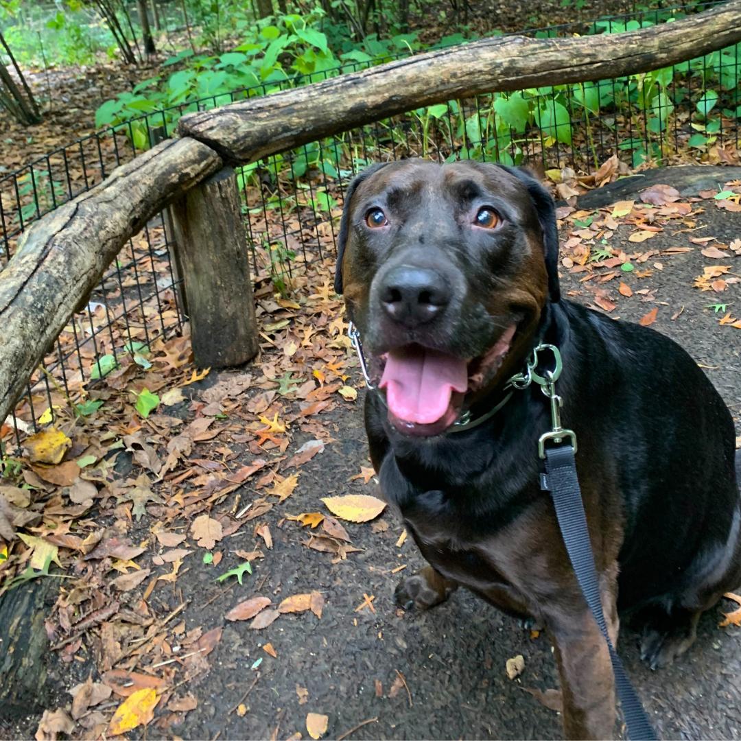 Griffin, an adoptable Labrador Retriever in Jamaica, NY image 1/6