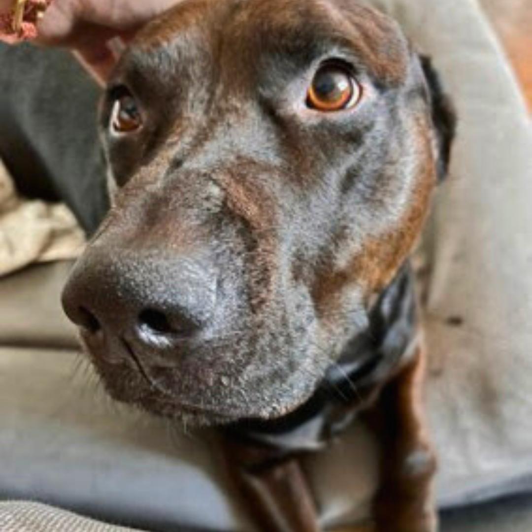 Griffin, an adoptable Labrador Retriever in Jamaica, NY image 3/6