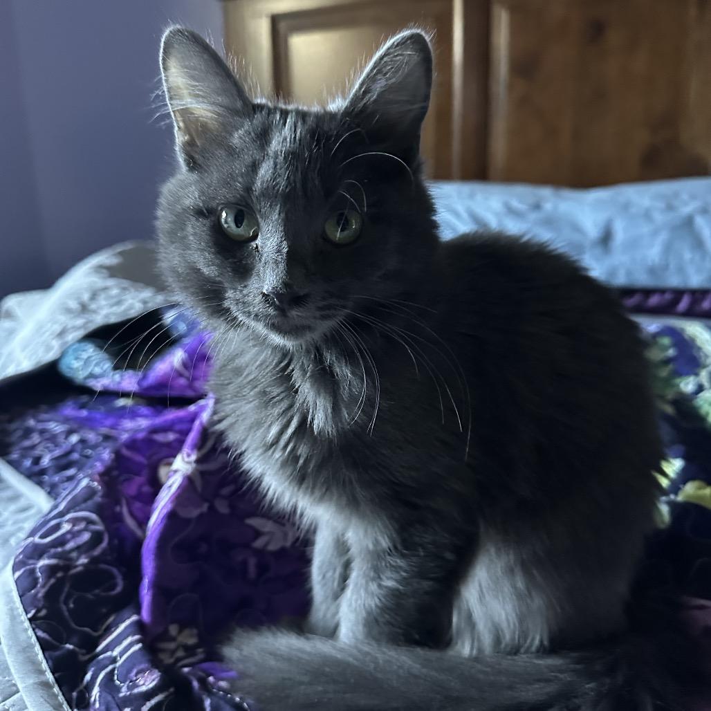 Billie, Adoptable, Kitten Female Domestic Short Hair.