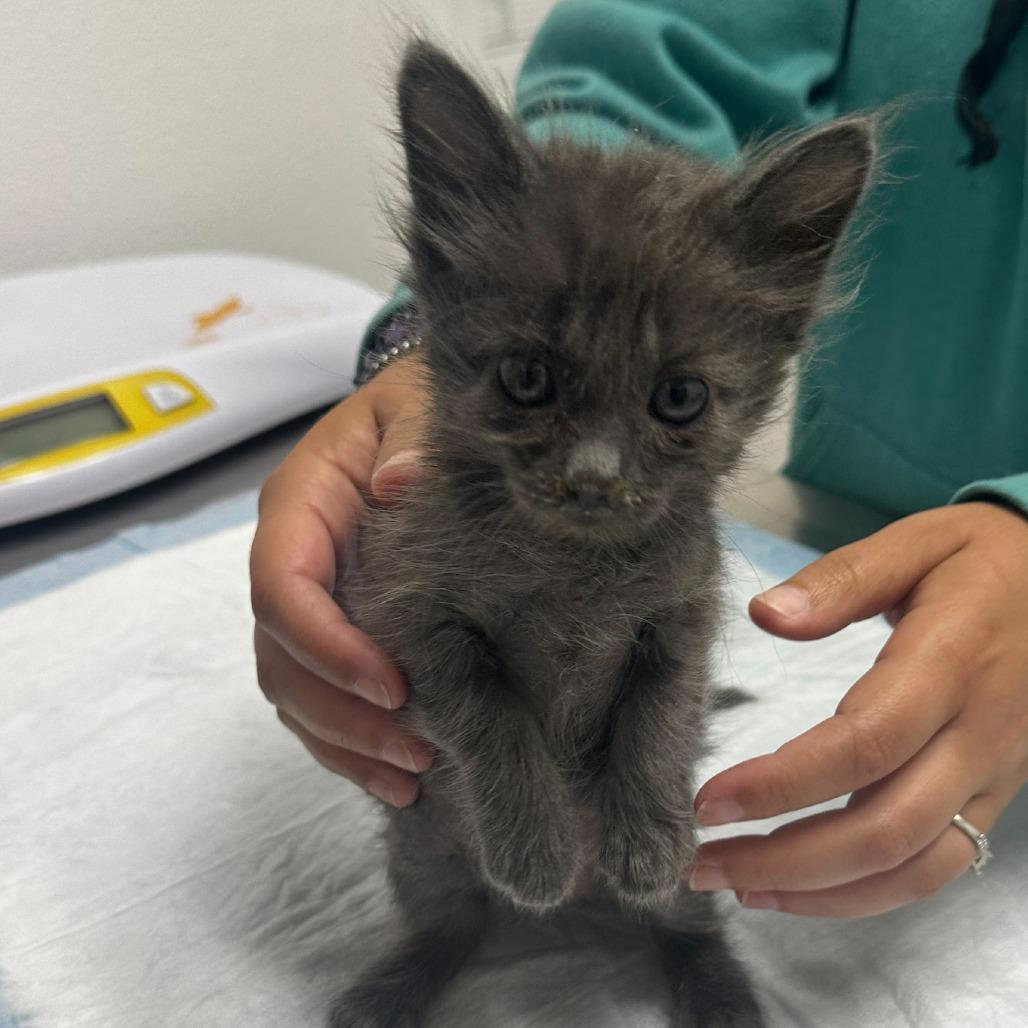 Enlarge Billie, a Adoptable Domestic Short Hair in Ashland, OR image 2/3