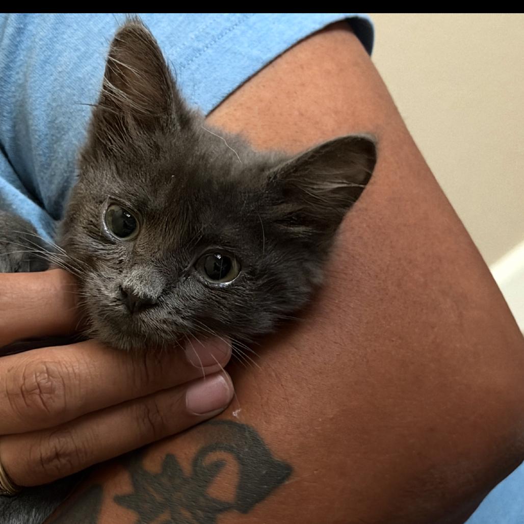 Enlarge Billie, a Adoptable Domestic Short Hair in Ashland, OR image 3/3