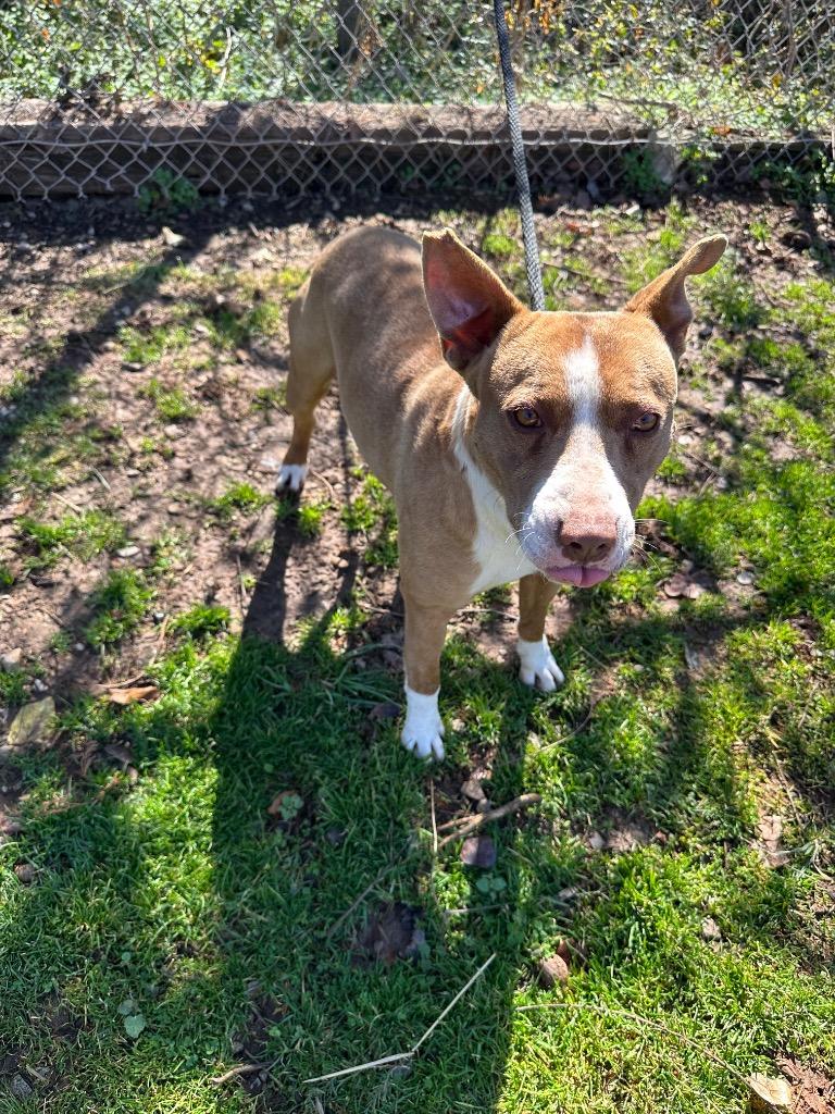 Enlarge Lucien, a Adoptable mixed breed in Russellville, KY image 1/2