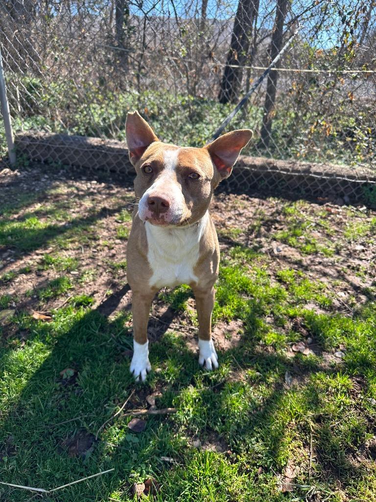 Enlarge Lucien, a Adoptable mixed breed in Russellville, KY image 2/2
