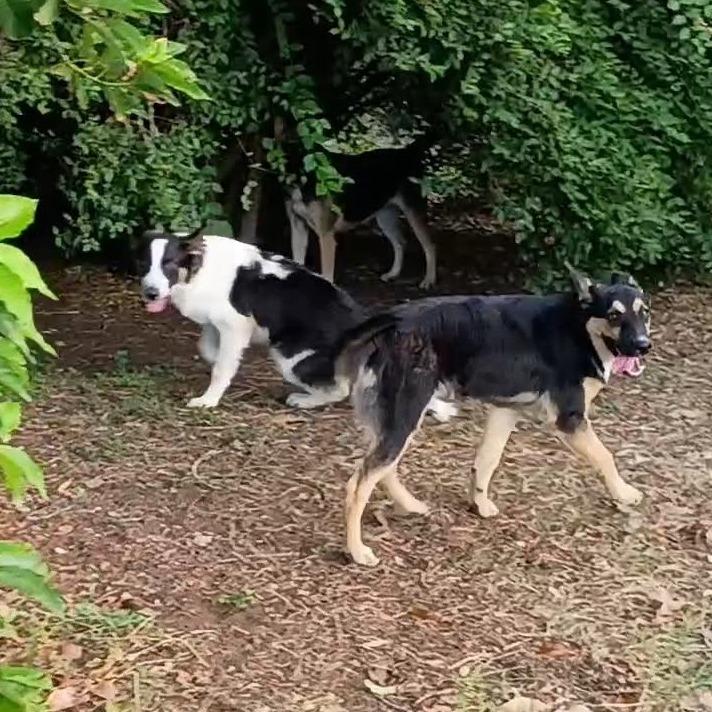 Enlarge Bruce, a Adoptable Collie in Harlingen, TX image 1/5