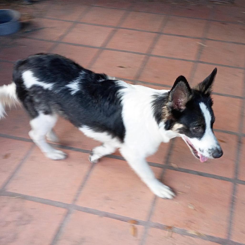 Enlarge Bruce, a Adoptable Collie in Harlingen, TX image 2/5
