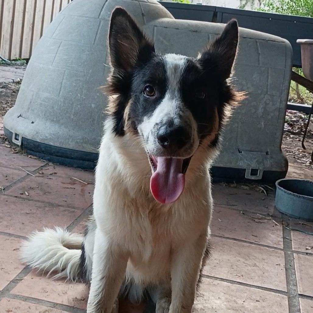 Enlarge Bruce, a Adoptable Collie in Harlingen, TX image 3/5