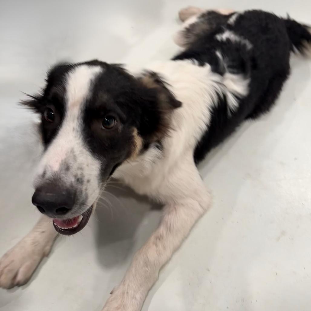 Bruce, Adoptable, Young Male Collie.