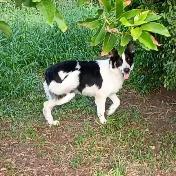Enlarge Bruce, a Adoptable Collie in Harlingen, TX image 5/5
