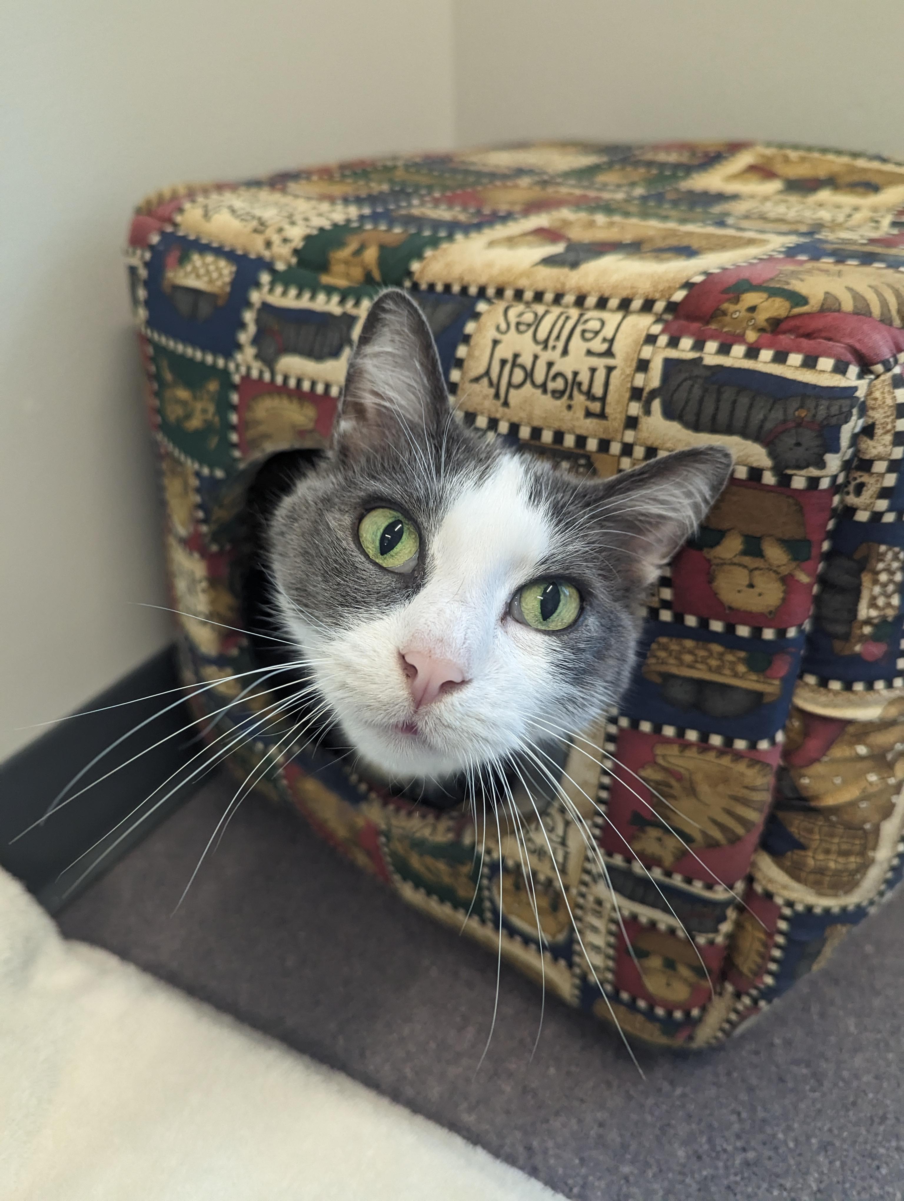 Mittens