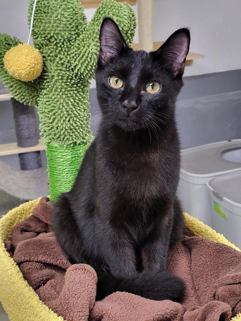 Enlarge Monet, a Adoptable Domestic Short Hair in Ellijay, GA image 1/3