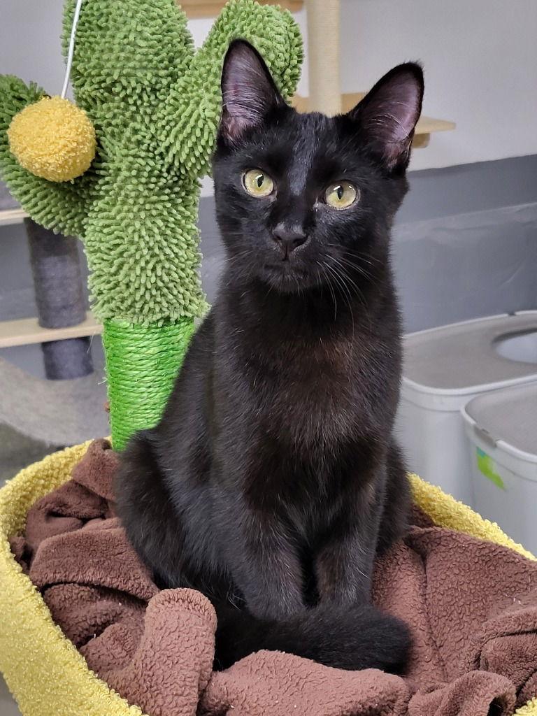 Enlarge Monet, a Adoptable Domestic Short Hair in Ellijay, GA image 1/3