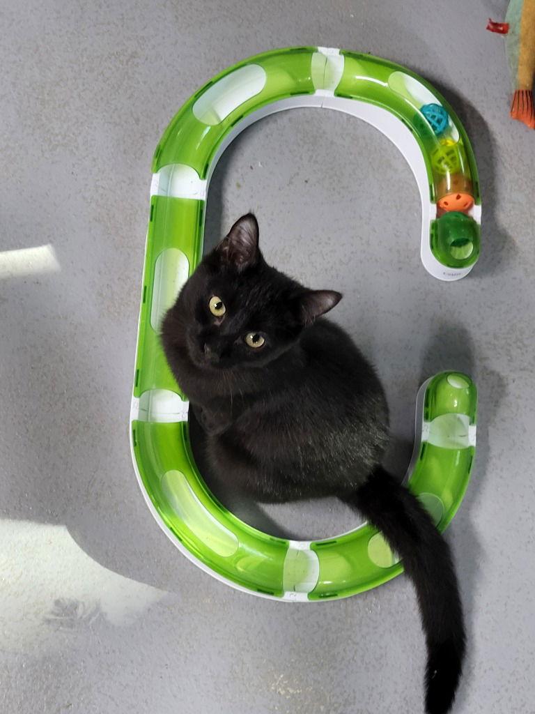 Enlarge Monet, a Adoptable Domestic Short Hair in Ellijay, GA image 2/3