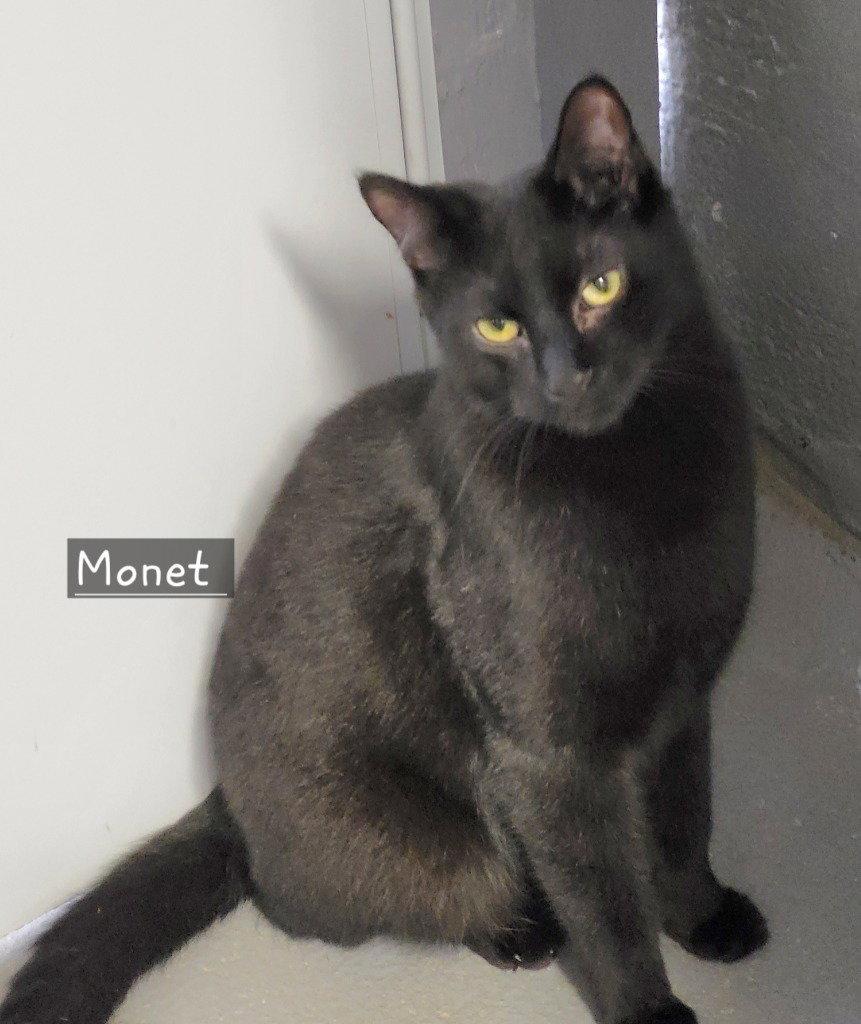 Enlarge Monet, a Adoptable Domestic Short Hair in Ellijay, GA image 2/3