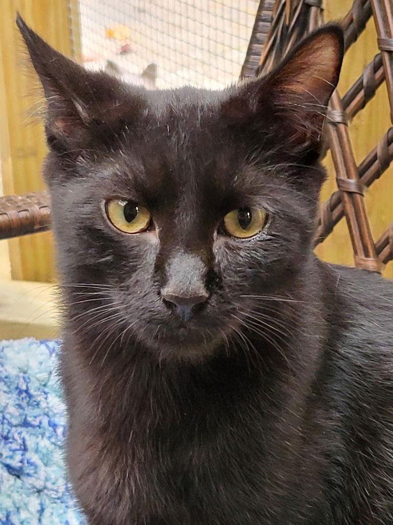 Enlarge Monet, a Adoptable Domestic Short Hair in Ellijay, GA image 3/3