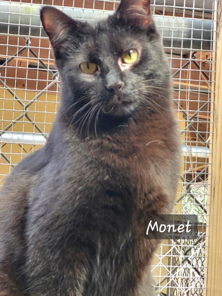 Enlarge Monet, a Adoptable Domestic Short Hair in Ellijay, GA image 3/3