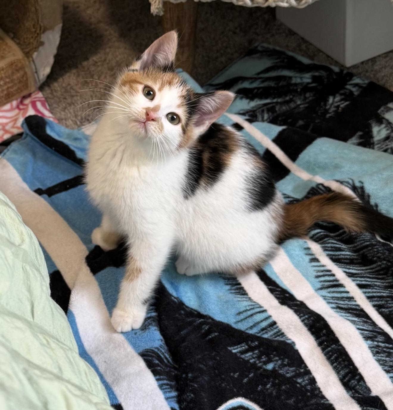 Claire the Calico, a ADOPTABLE Calico in Grand Haven, MI image 2/3