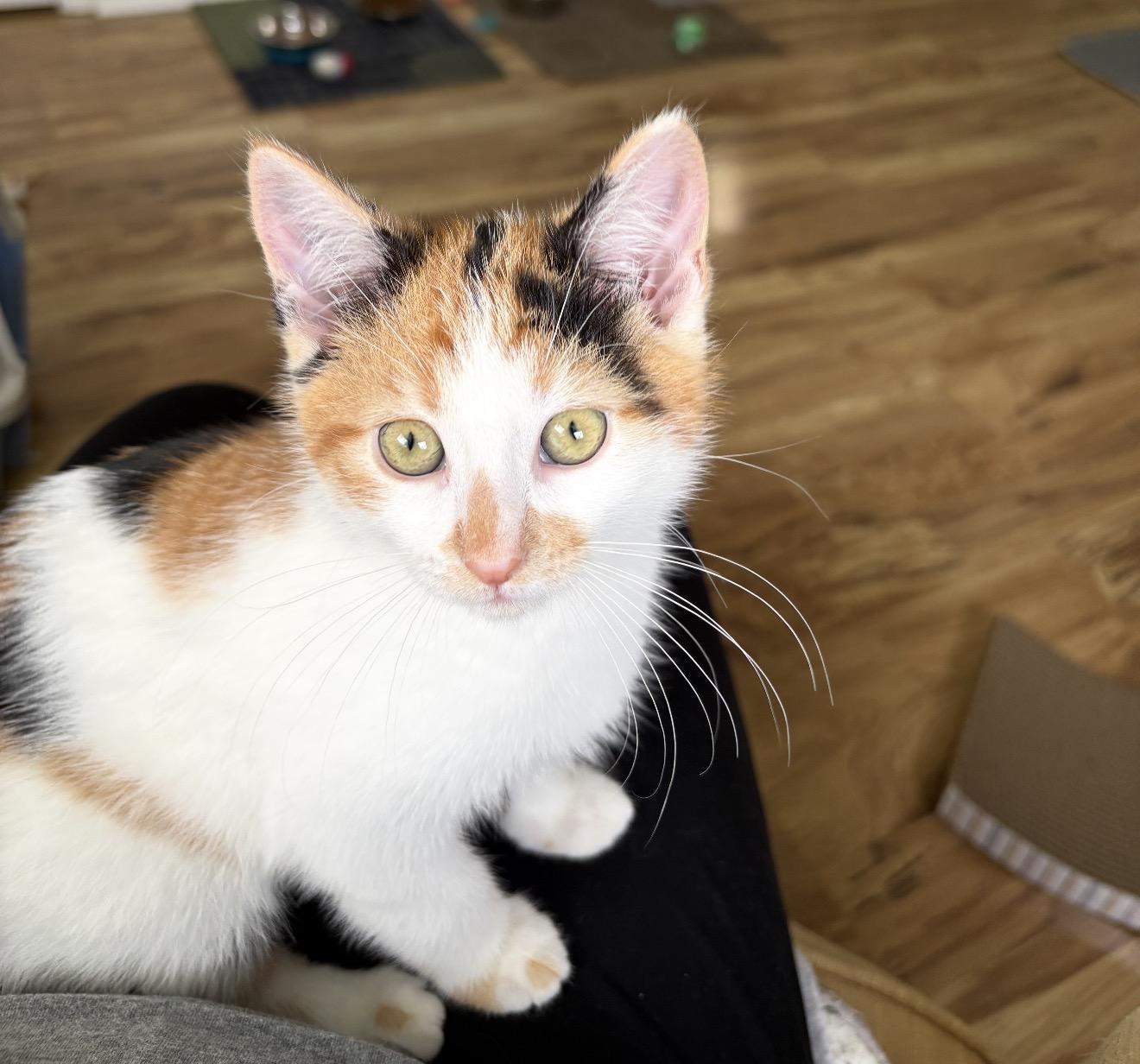 Claire the Calico, a ADOPTABLE Calico in Grand Haven, MI image 3/3
