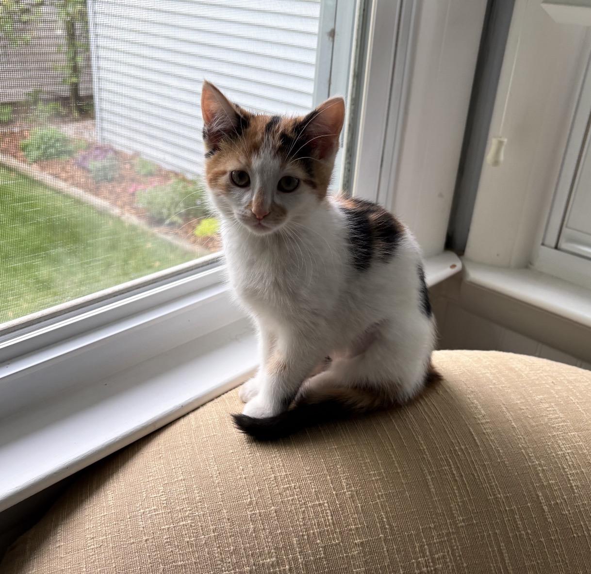 Claire the Calico, a ADOPTABLE Calico in Grand Haven, MI image 1/3