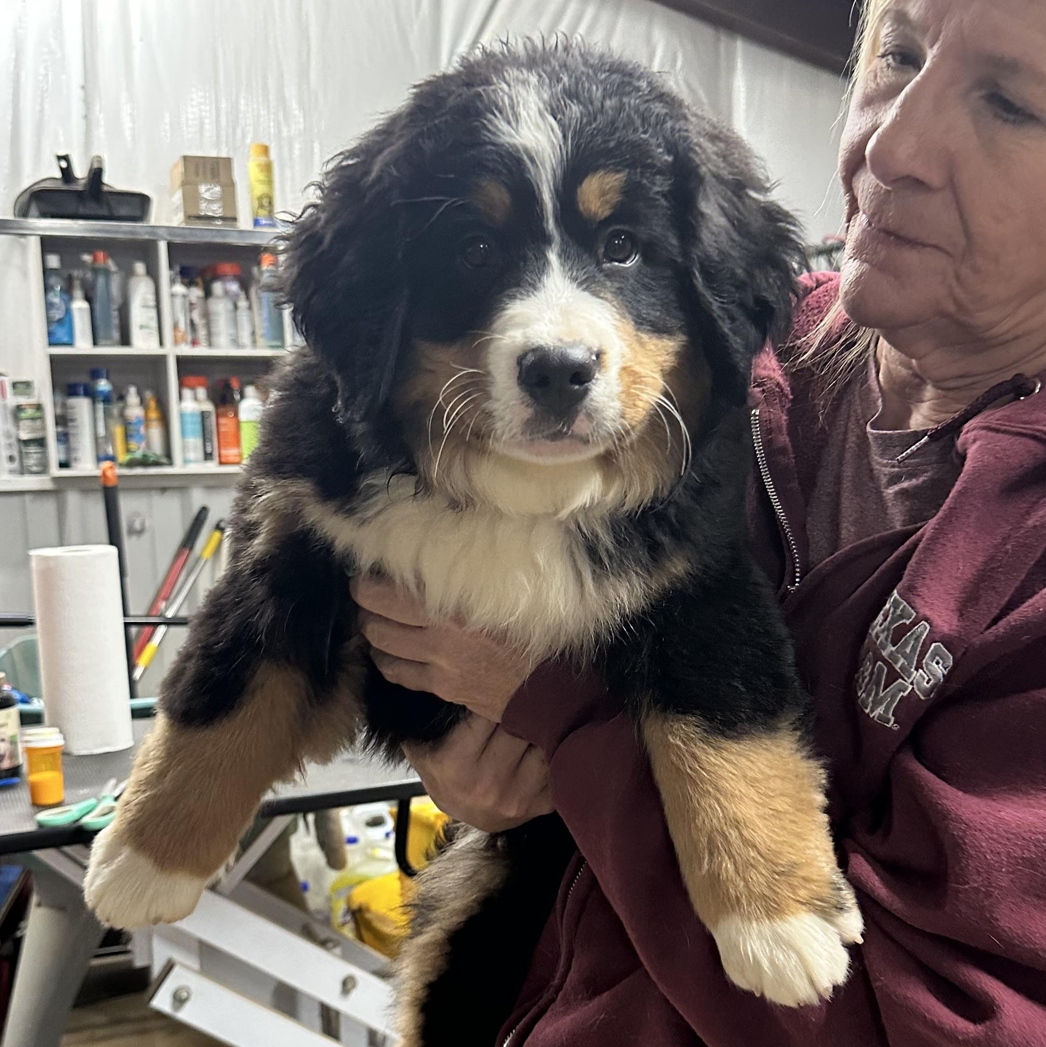 Enlarge Marley, an adopted Bernese Mountain Dog in Union, NJ image 1/6