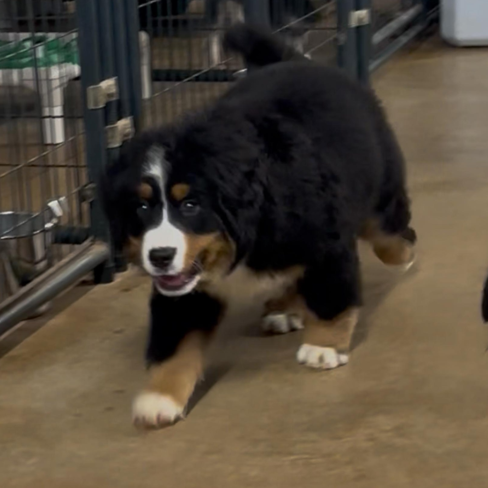 Enlarge Marley, an adopted Bernese Mountain Dog in Union, NJ image 3/6