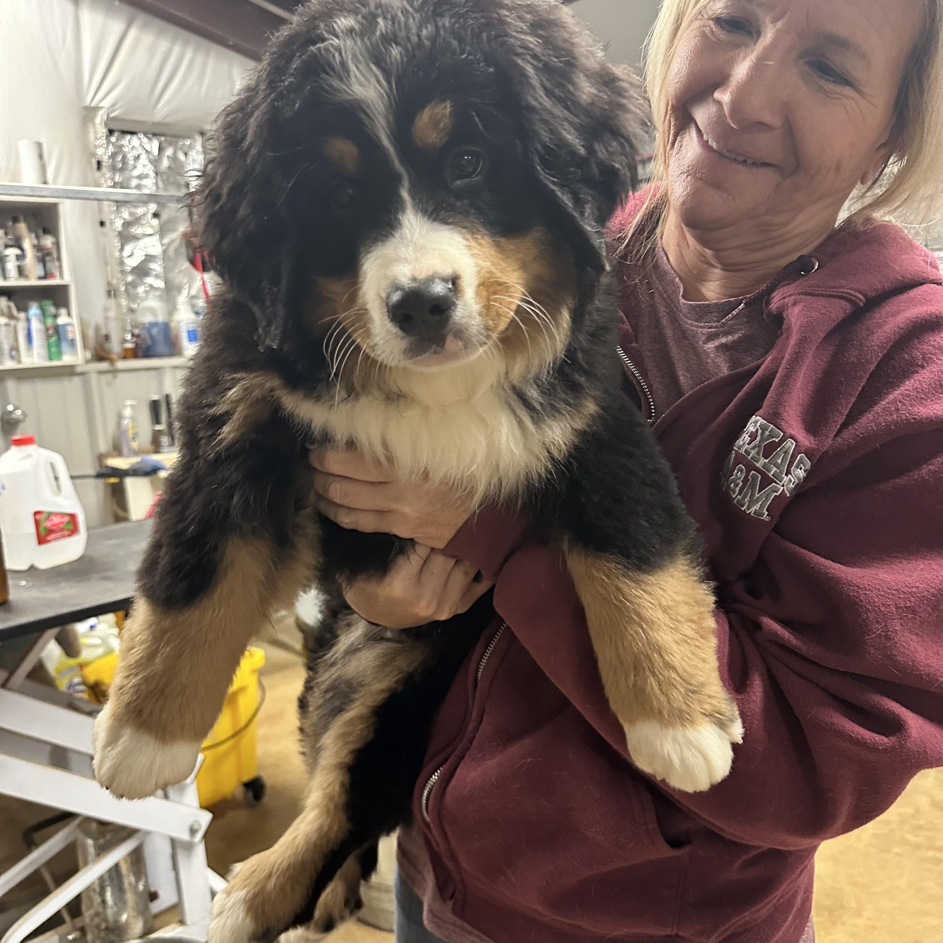 Enlarge Marley, an adopted Bernese Mountain Dog in Union, NJ image 4/6