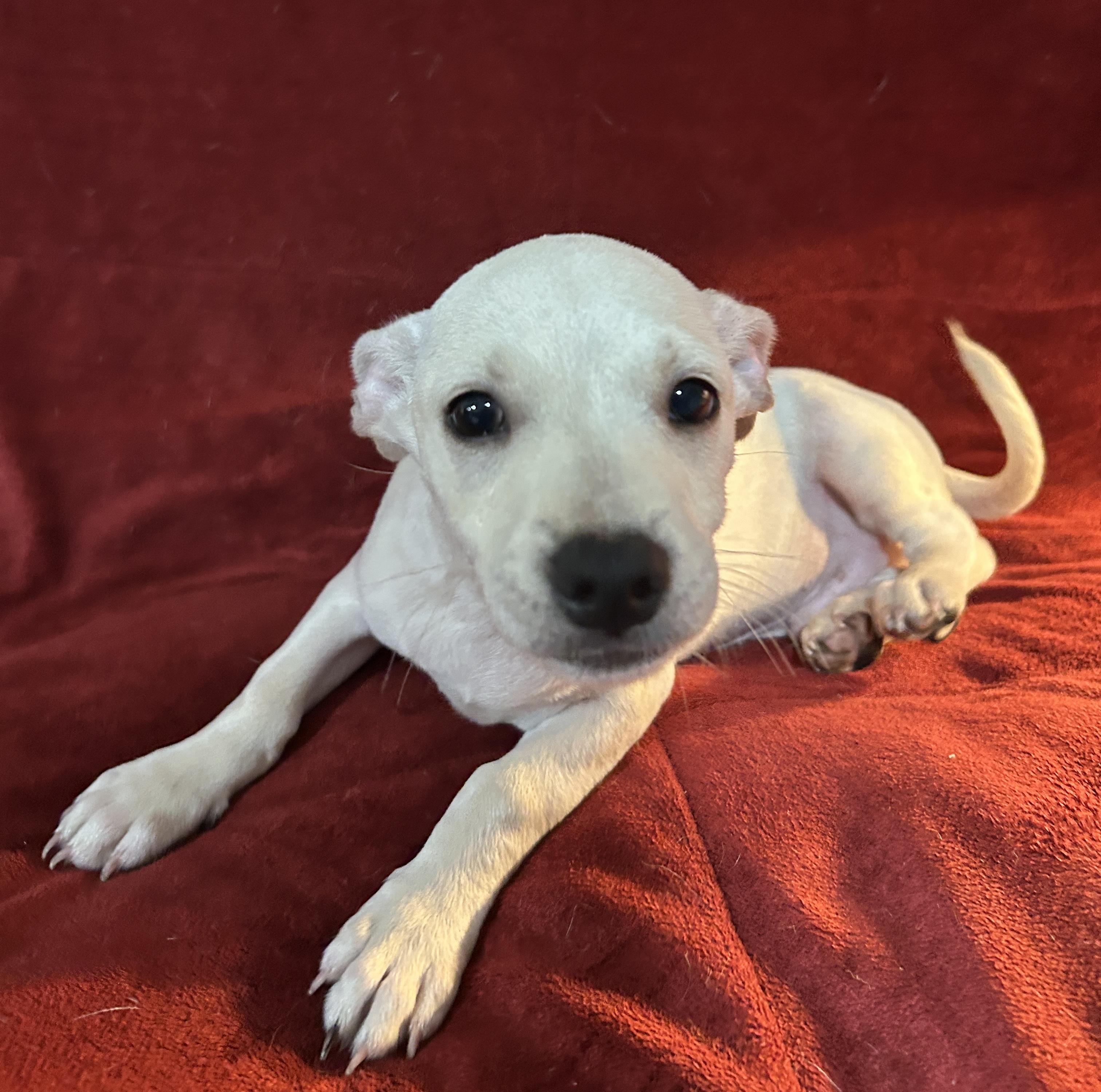 Enlarge Jack, a ADOPTABLE mixed breed in Sarasota, FL image 4/4