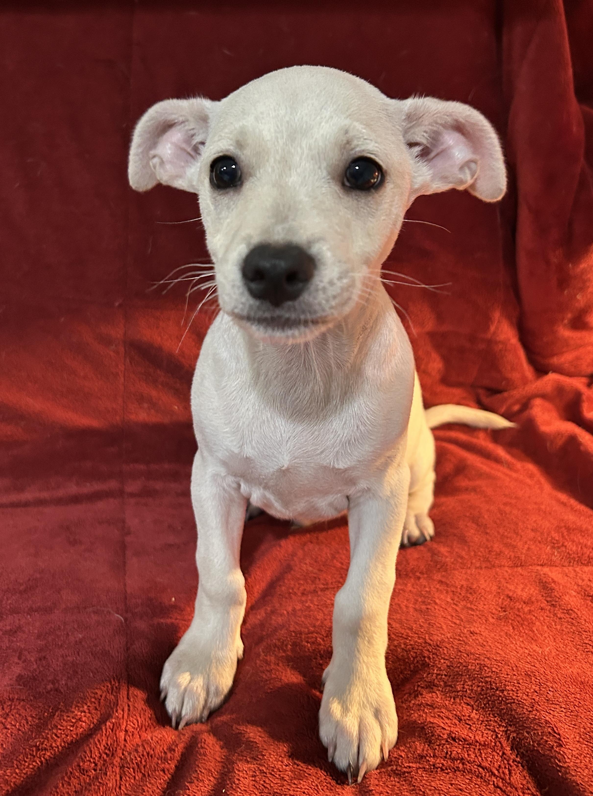 Enlarge Jack, a ADOPTABLE mixed breed in Sarasota, FL image 2/4