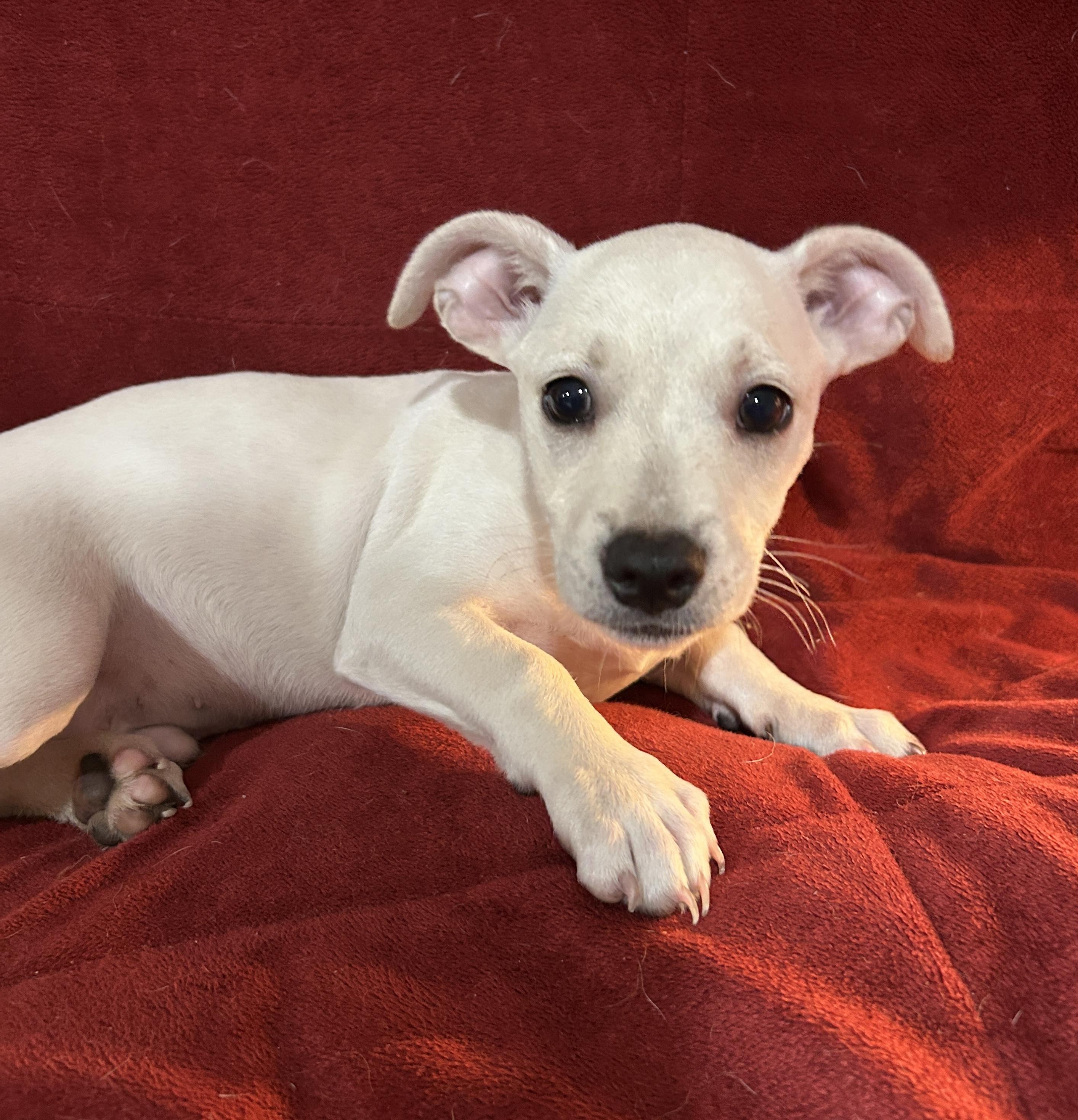 Jack, ADOPTABLE, Puppy Male Cairn Terrier.