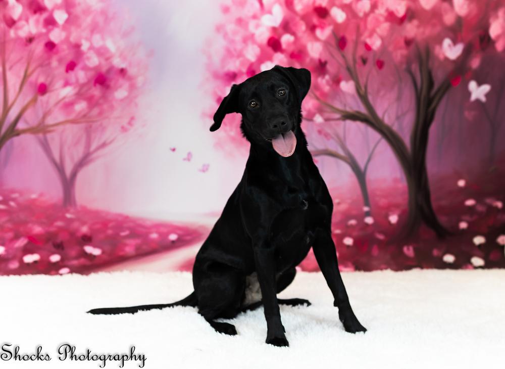 Enlarge Frankie (25-173 D), a Adoptable mixed breed in Lansing, MI image 1/5