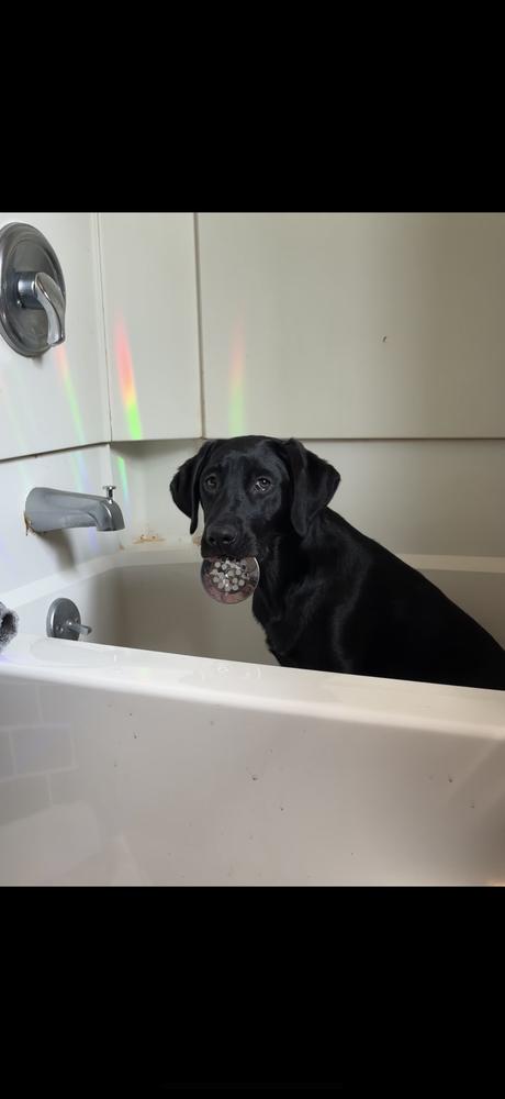 Enlarge Frankie (25-173 D), a Adoptable mixed breed in Lansing, MI image 2/5