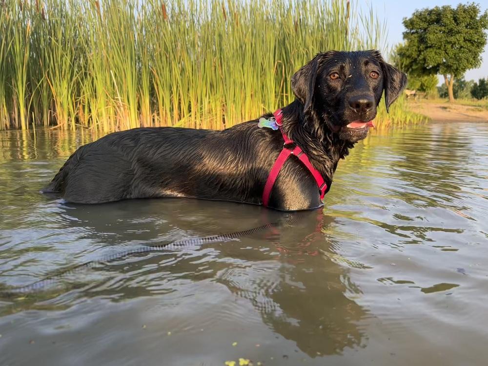 Enlarge Frankie (25-173 D), a Adoptable mixed breed in Lansing, MI image 3/5
