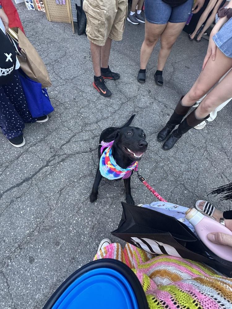 Enlarge Frankie (25-173 D), a Adoptable mixed breed in Lansing, MI image 4/5