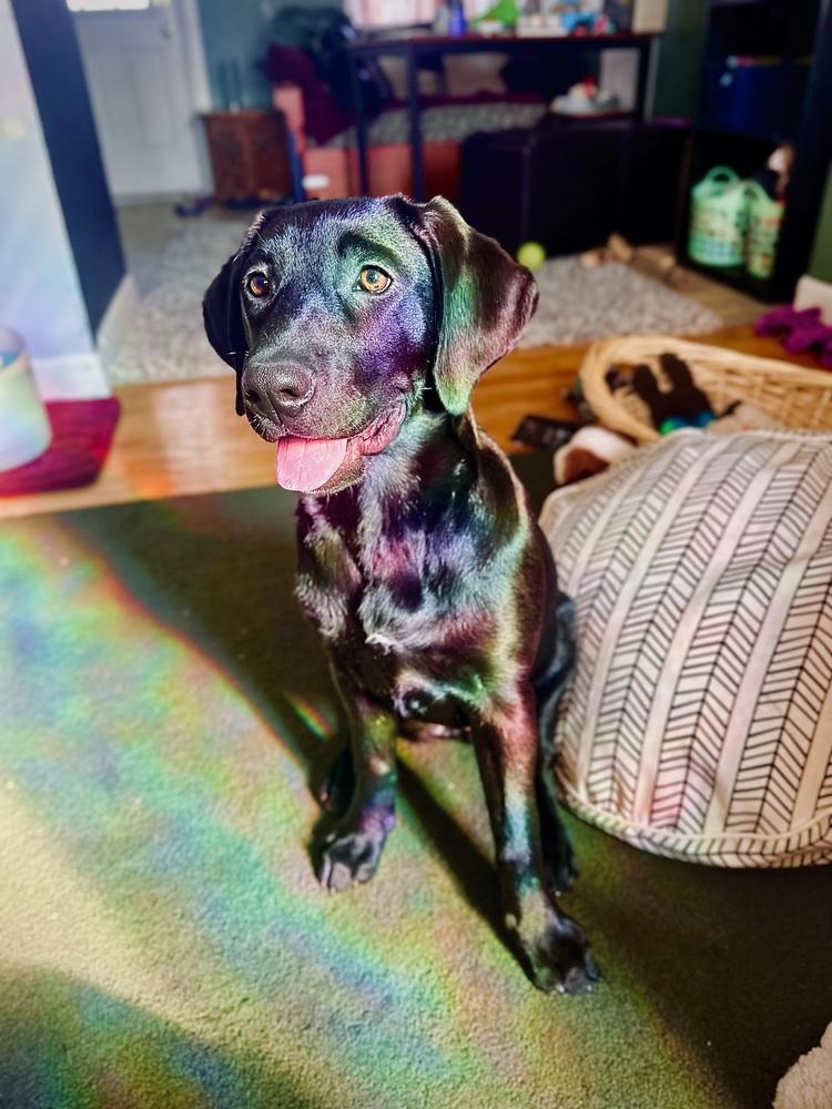 Enlarge Frankie (25-173 D), a Adoptable mixed breed in Lansing, MI image 5/5