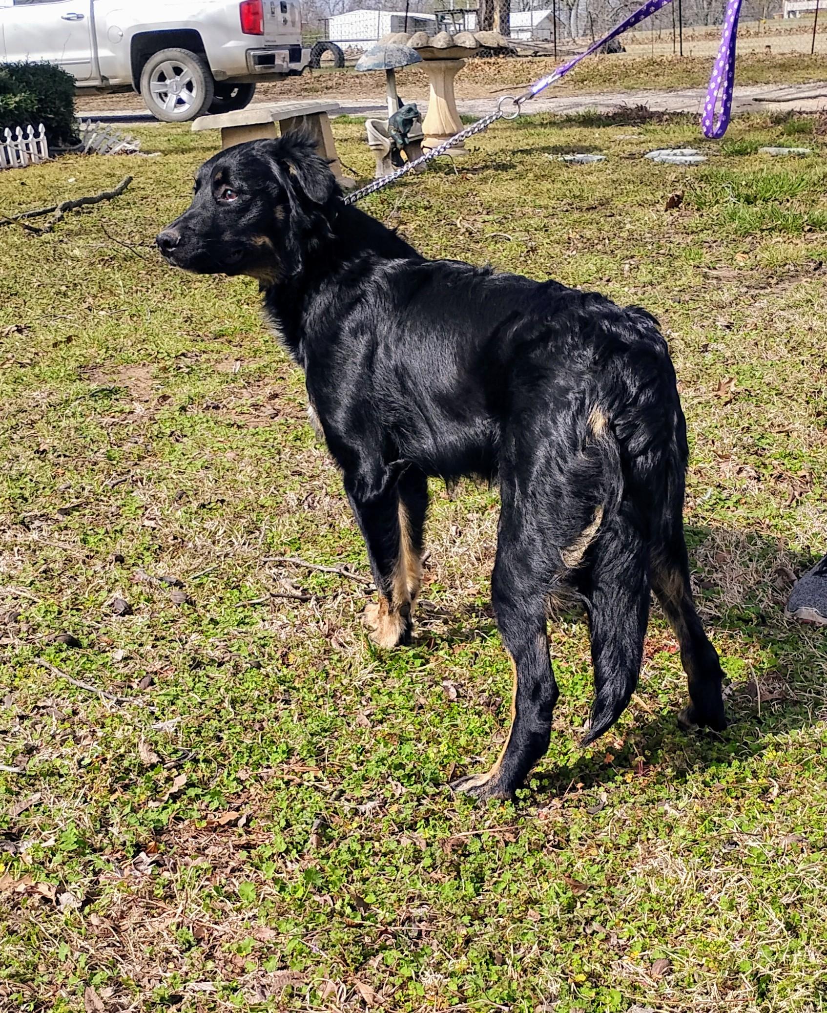 Jade / summer special, a Adoptable mixed breed in Sulphur, OK image 1/3