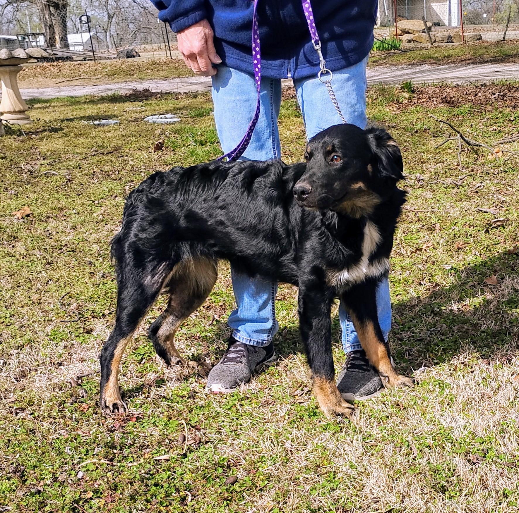 Jade / summer special, a Adoptable mixed breed in Sulphur, OK image 3/3