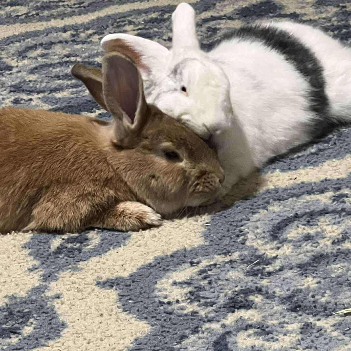 Enlarge Brie & Bun Solo (bonded pair), a Adoptable mixed breed in Huntsville, AL image 3/6