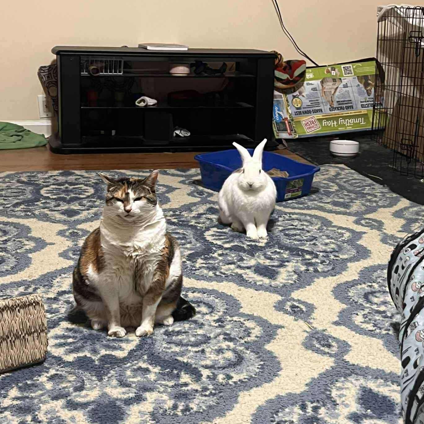 Enlarge Brie & Bun Solo (bonded pair), a Adoptable mixed breed in Huntsville, AL image 6/6