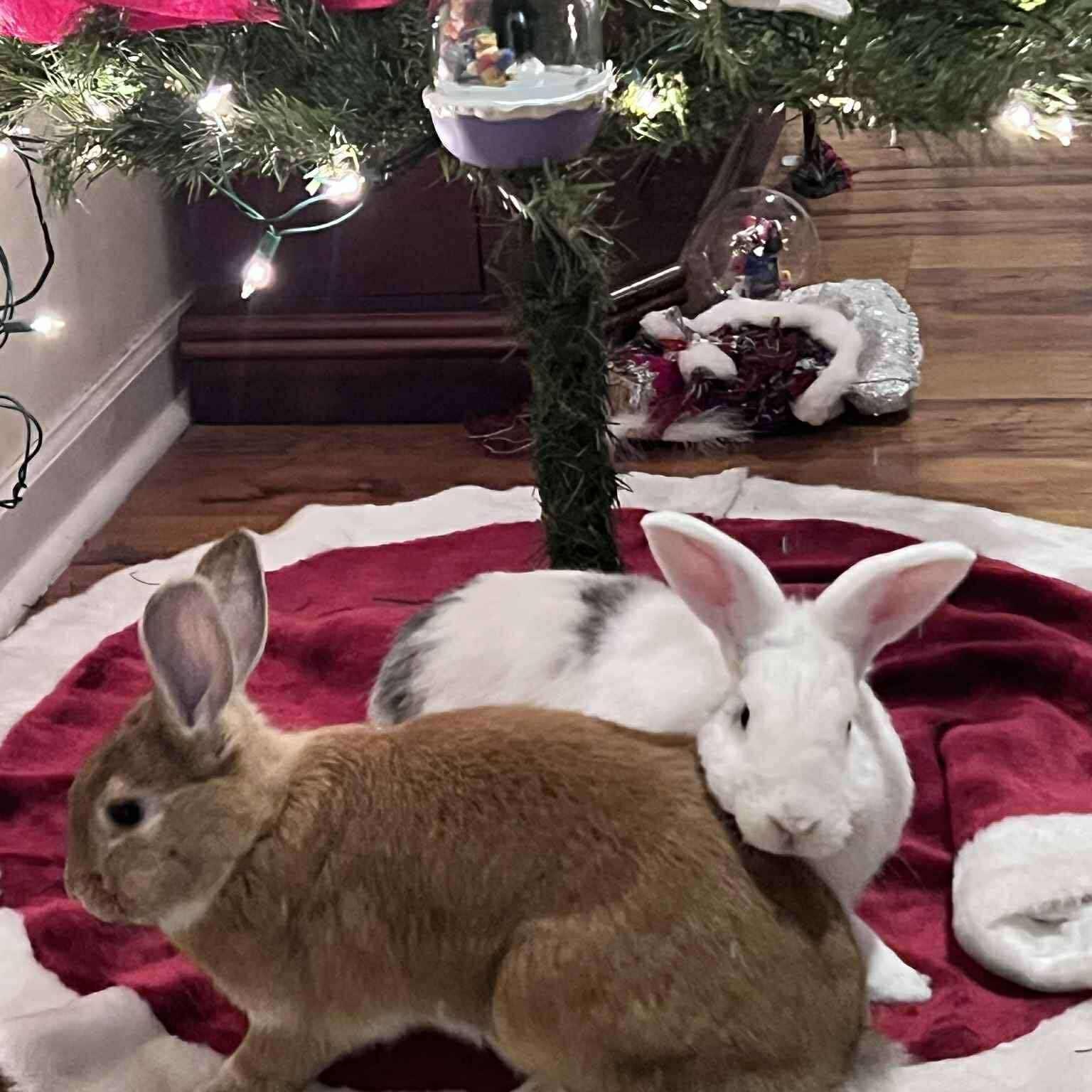 Brie & Bun Solo (bonded pair), Adoptable, Adult Male Palomino & Harlequin.