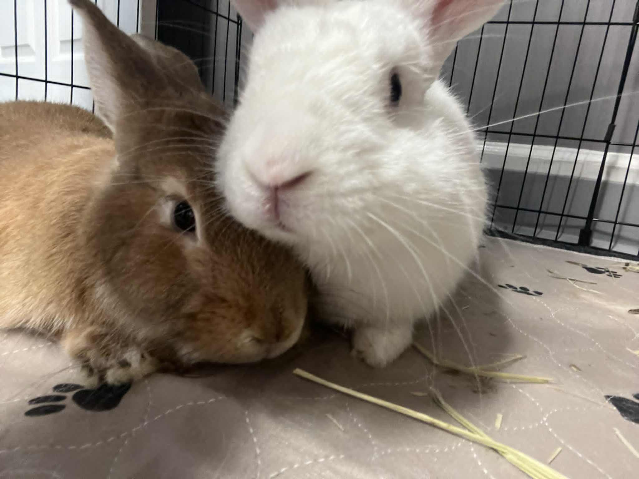 Enlarge Brie & Bun Solo (bonded pair), a Adoptable mixed breed in Huntsville, AL image 1/6
