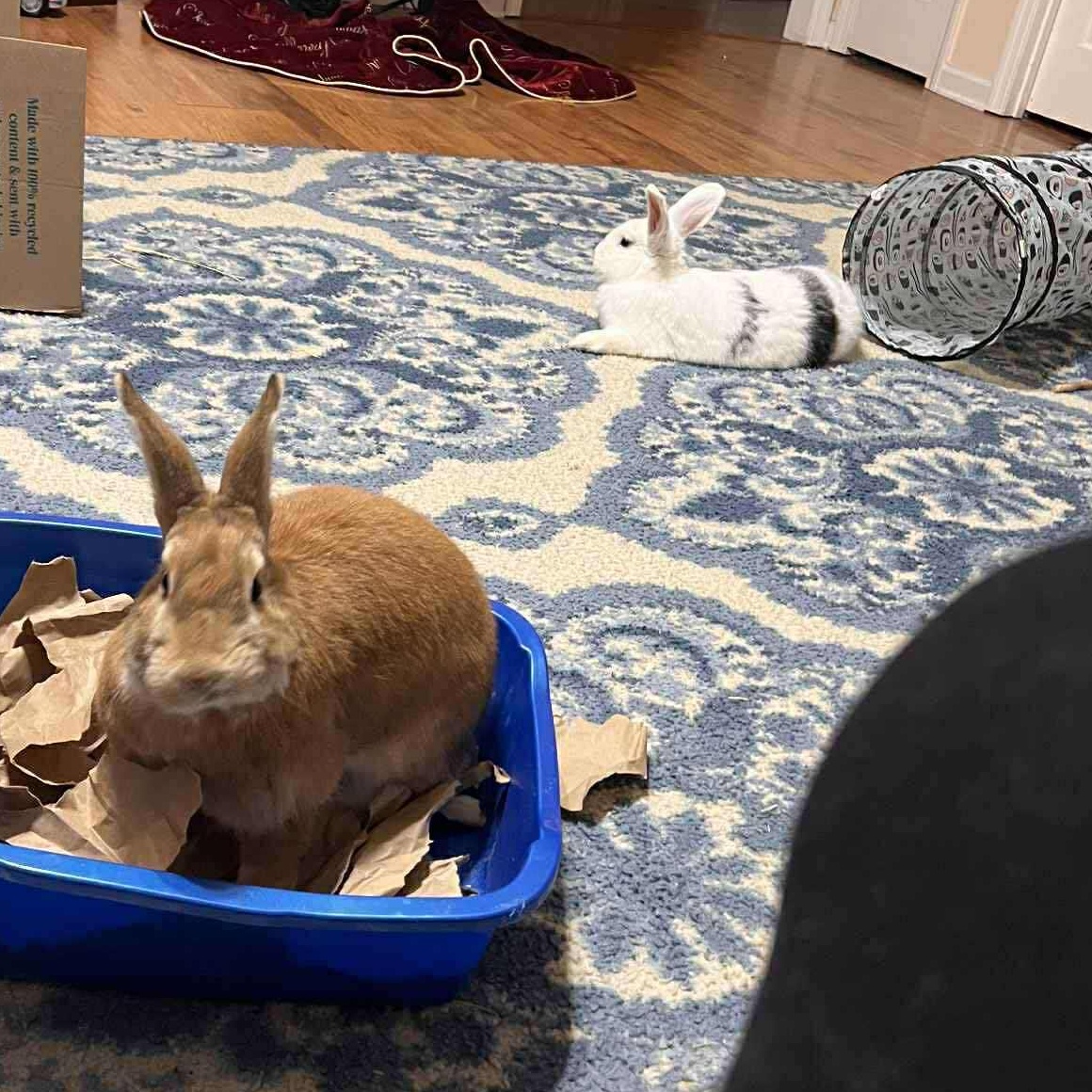 Enlarge Brie & Bun Solo (bonded pair), a Adoptable mixed breed in Huntsville, AL image 5/6