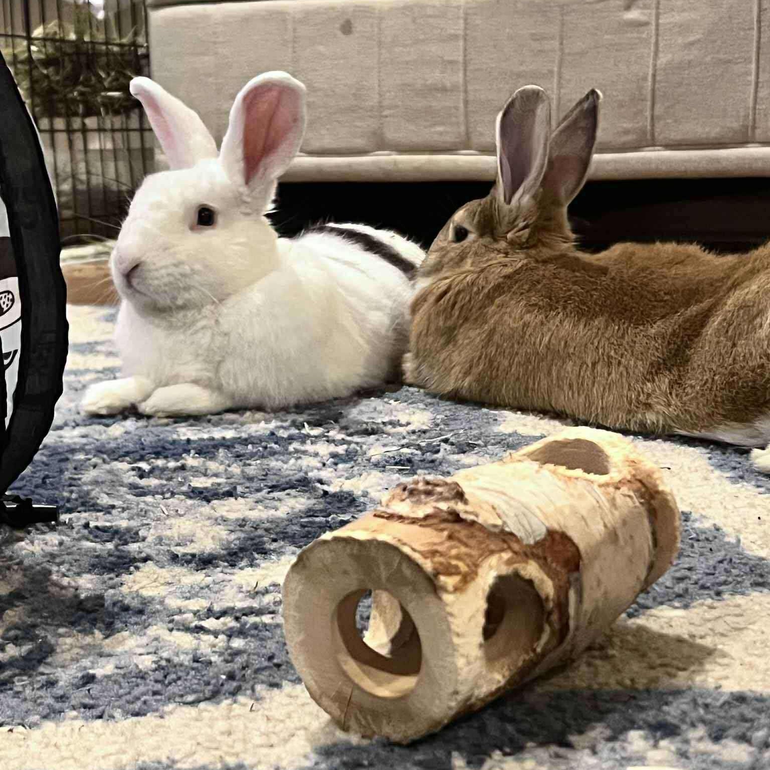 Enlarge Brie & Bun Solo (bonded pair), a Adoptable mixed breed in Huntsville, AL image 4/6
