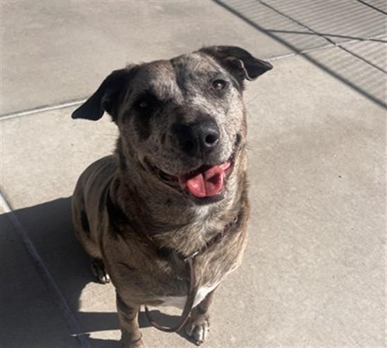 Enlarge ECHO, a Adoptable mixed breed in Denver, CO image 1/1